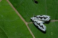 Ethmia pusiella/candidella