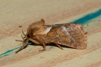 Triodia sylvina