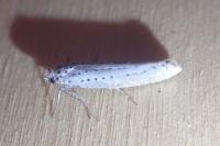 Yponomeuta evonymella