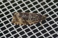 Celypha lacunana