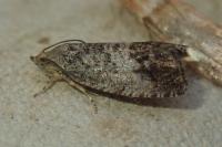 Cydia splendana