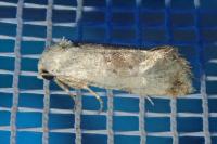 Cochylis