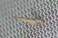 Zelleria oleastrella