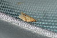 Clepsis consimilana