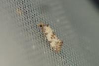 Neocochylis molliculana