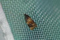 Ditula angustiorana