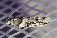 Recurvaria nanella
