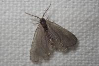 Rebelia plumella surientella