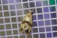 Phalonidia contractana