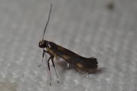 Euspilapteryx auroguttella