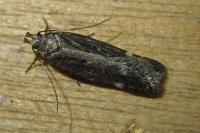 Aroga velocella