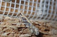 Aristotelia decoratella