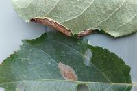 Callisto denticulella