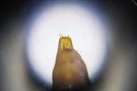 Phyllonorycter salictella