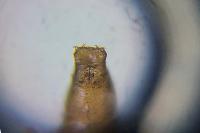 Phyllonorycter tenerella