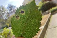 Stigmella plagicolella