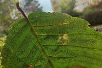 Stigmella microtheriella