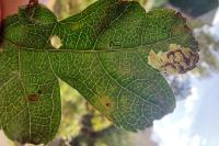Stigmella hybnerella