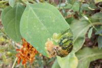 Chrysoesthia drurella
