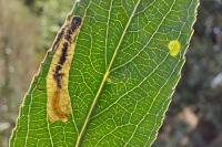 Stigmella obliquella