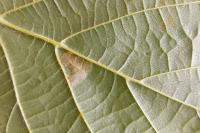 Phyllonorycter nicellii