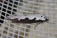 Ethmia bipunctella