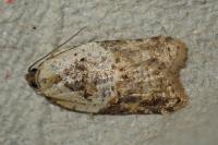 Acleris variegana