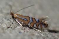 Phyllonorycter nigrescentella