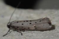 Yponomeuta sedella