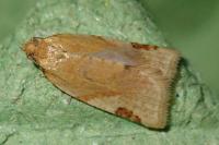 Paramesia gnomana