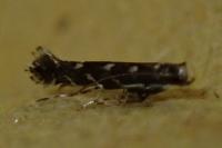 Parectopa ononidis