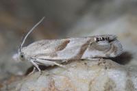 Eucosma pupillana