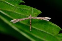 Amblyptilia acanthadactyla
