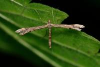 Amblyptilia acanthadactyla