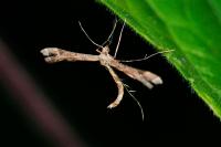 Amblyptilia acanthadactyla