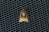 Archips podana