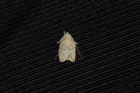 Carcina quercana