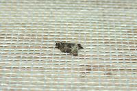 Celypha lacunana