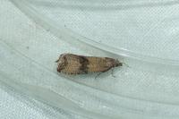 Celypha striana