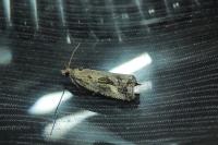 Endothenia quadrimaculana