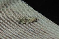 Endothenia quadrimaculana