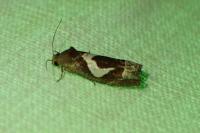 Epiblema foenella