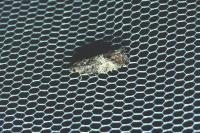 Cydia splendana