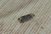 Cydia splendana