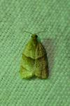 Clepsis rurinana