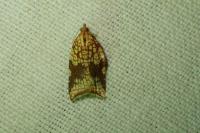 Acleris rhombana