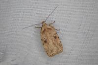 Agonopterix arenella