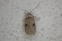 Agonopterix propinquella