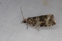 Celypha lacunana