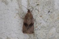 Celypha striana
